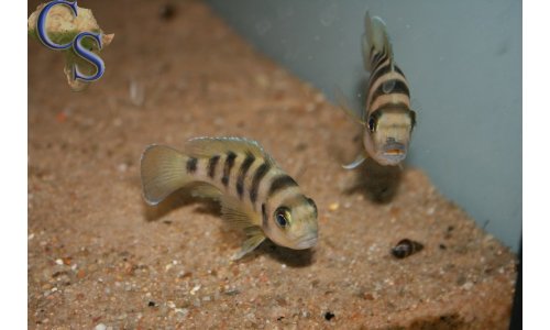 Neolamprologus sexfasciatus Gold